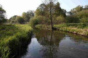 Lüdersdorfer Graben - gemähtes Ufer und Teichrosenblätter